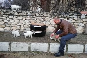 Sokaktaki kediler mesin diye lastikten kedi evi yapt