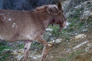 A kalan kurt srs kye indi atlara saldrd