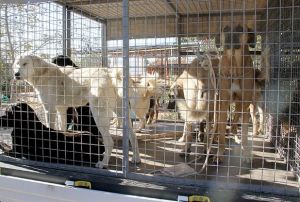 Yaklak 30 sokak kpeini soukta lme terk ettiler