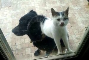  Kedi ile kpein ilgin dostluu