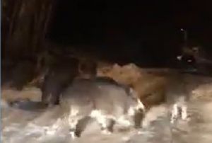 A kalan onlarca domuz kasabaya indi