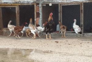  Dnyann en byk tavuunu yetitirdi, siparilere yetiemiyor