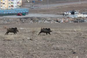Kayseri'de a kalan domuzlar ehre indi