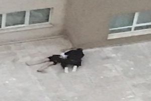 Drdnc kattan atlayan kz arkadana 