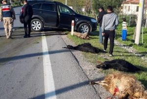 Lks cip koyun srsne dald, 18 hayvan telef oldu