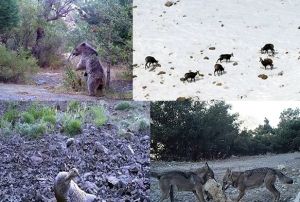  Yaban hayat fotokapanlarla grntlendi