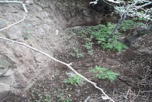 58 kk Hint keneviri bitkisi ele geirildi