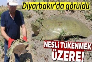 Nesli tkenmek zere olan Frat kaplumbaas bulundu