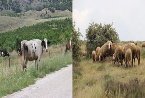 Peynir ve stte 'brusella' tehlikesi