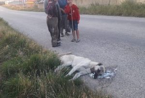 Sokak kpeklerini zehirleyerek ldrdler