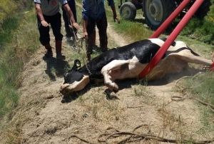 Su kanalna den inek itfaiye ekiplerince kurtarld