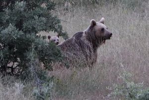 Anne boz ay ve yavrular, yiyecek ararken grntlendi