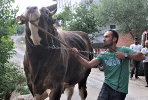 1,5 tona ulat...45 bin liraya sata kard