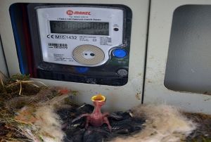 Ku elektrik saatine yuva yapt, ev sahibi elektriini kesti