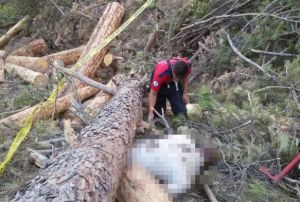 Kestii aacn altnda kald, cesedi 4 gn sonra bulundu