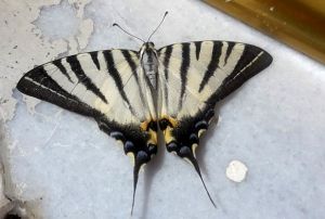 Adyamanda zebra atal kuyruklu kelebek grld