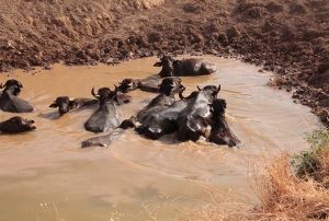 Buras Afrika deil, Ergani