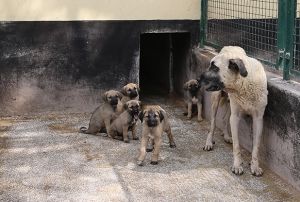 Bu kpekler kap kap...Dnyaya gelmeden satlyor
