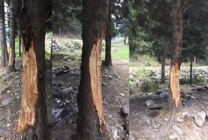 5 liralk ra iin 70 yllk aalara byle zarar verdiler