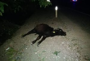  Kamyonun arpt mandalar telef oldu