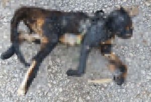 Temizlik iileri, yaklarak telef edilen kedi buldu