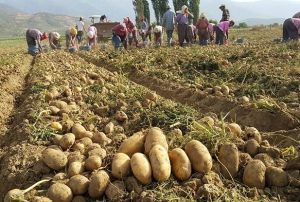 Patates reticisinde 1,5 lira beklentisi
