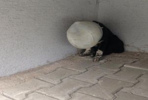 Bunu yapan insan olamaz!