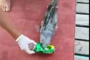 Balon bal, tenekeyi paralarken grntlendi