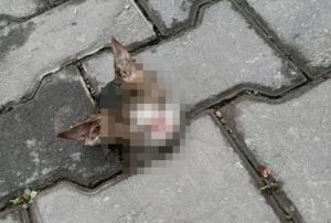 Bursa'da, kaldrmda kedi ba bulundu