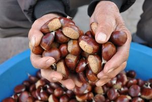 Simav kestanesi tezgahlardaki yerini ald