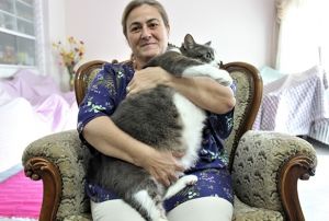 Aslan gibi kedi