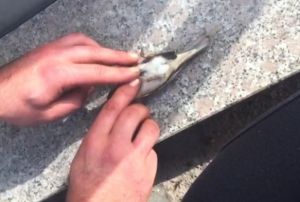 Serenin hayatn kalp masaj yaparak kurtard