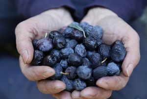 Bu zeytin Trkiyenin Kuzeydousunun en u noktasnda yetiiyor