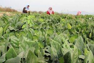 Fiyatlar dip yapnca spanak reticisi perian oldu