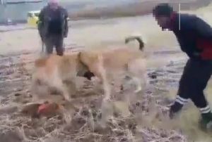Kpek dvtren 2 kiiye para cezas verildi