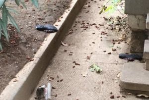 Temizlik iisi kadn cam silerken 3. kattan aa dt