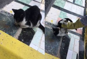 Az ve gzne yaptrc srlen kedi, kaldrma yaptrlm halde