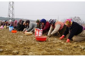 Dolu ve selin vurduu Takpr sarmsanda yksek rekolte beklentisi