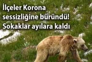 Boz ay yiyecek ararken grntlendi