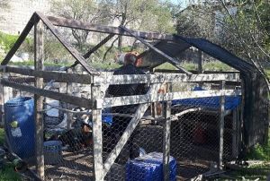 A kalan tavuk ve kpeklerini Talas Belediyesi desteiyle besledi