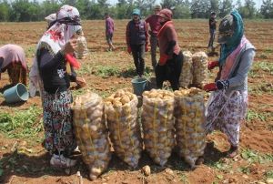 Patates reticisinde fiyat decek korkusu