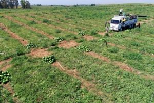 Adana'da karpuzda hasat cokusu