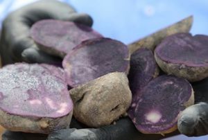 Sivas'ta Mor Patates'in Ekimi Yapld