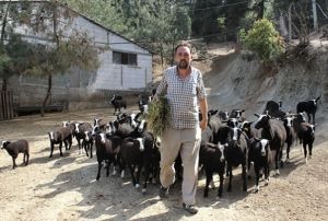 Bu koyunu almak isteyenler 5 ay sra bekliyor