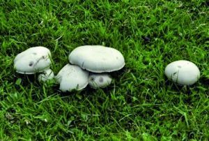 Kayseri'de 9 kii mantardan zehirlendi