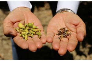 Narenciye rnlerinin fiyat bu sene cep yakacak