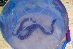 Kpei huysuzlannca fark etti, 1,5 metrelik engerek ylann plastik 