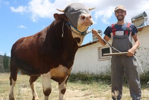 Gnlk 9 kilo yem yiyen 1 tonluk boa, alclarn bekliyor