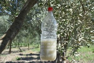 Zeytin sineiyle mcadelede biyoteknik yntem