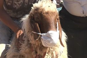 Ald kurbanla virs bulamasn diye maske takt